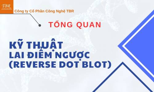 TỔNG QUAN KỸ THUẬT LAI ĐIỂM NGƯỢC (REVERSE DOT BLOT)