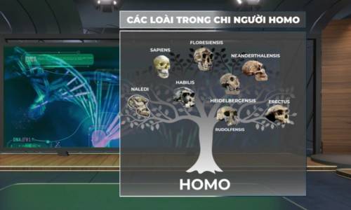 GIẢI NOBEL Y SINH 2022 – THÀNH TỰU MỚI TRONG VIỆC KHAI...